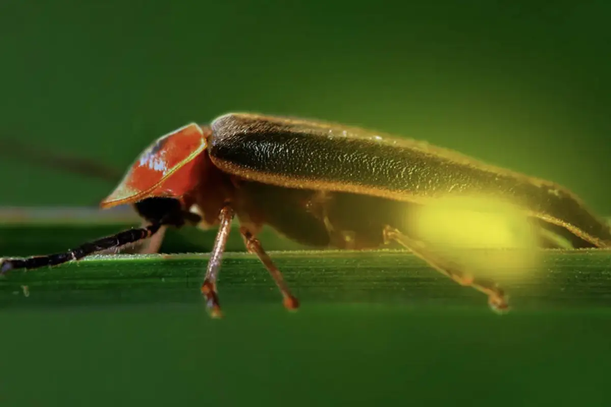 Luciernagas, Luciernagas