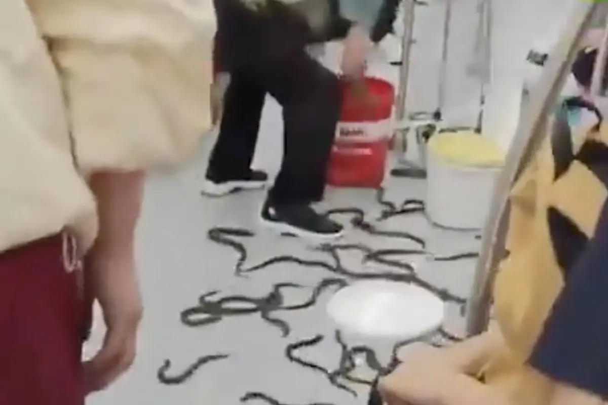Pasajeros quedan sorprendidos tras escape de serpientes en el metro., Captura de pantalla video de X.