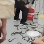 Pasajeros quedan sorprendidos tras escape de serpientes en el metro. ,Captura de pantalla video de X.