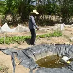 Jesús Rodríguez muestra un agujero artesanal recubierto con un platico negro, donde intentan almacenar la poca agua de lluvia que cae debido a la sequía en El Jícaro (Guatemala) , EFE/ Alex Cruz
