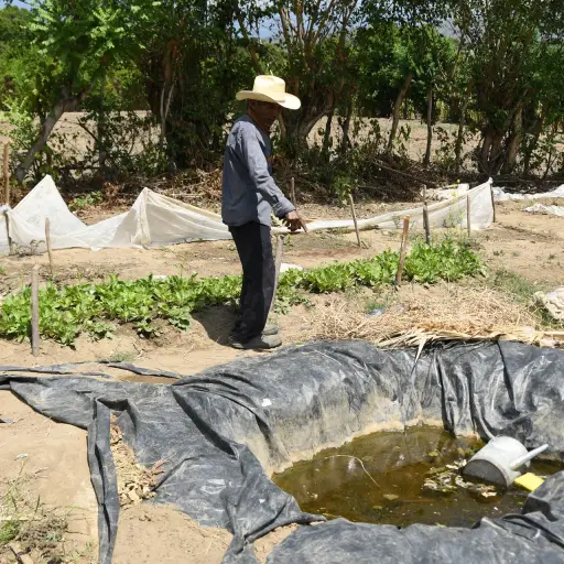 Jesús Rodríguez muestra un agujero artesanal recubierto con un platico negro, donde intentan almacenar la poca agua de lluvia que cae debido a la sequía en El Jícaro (Guatemala) , EFE/ Alex Cruz