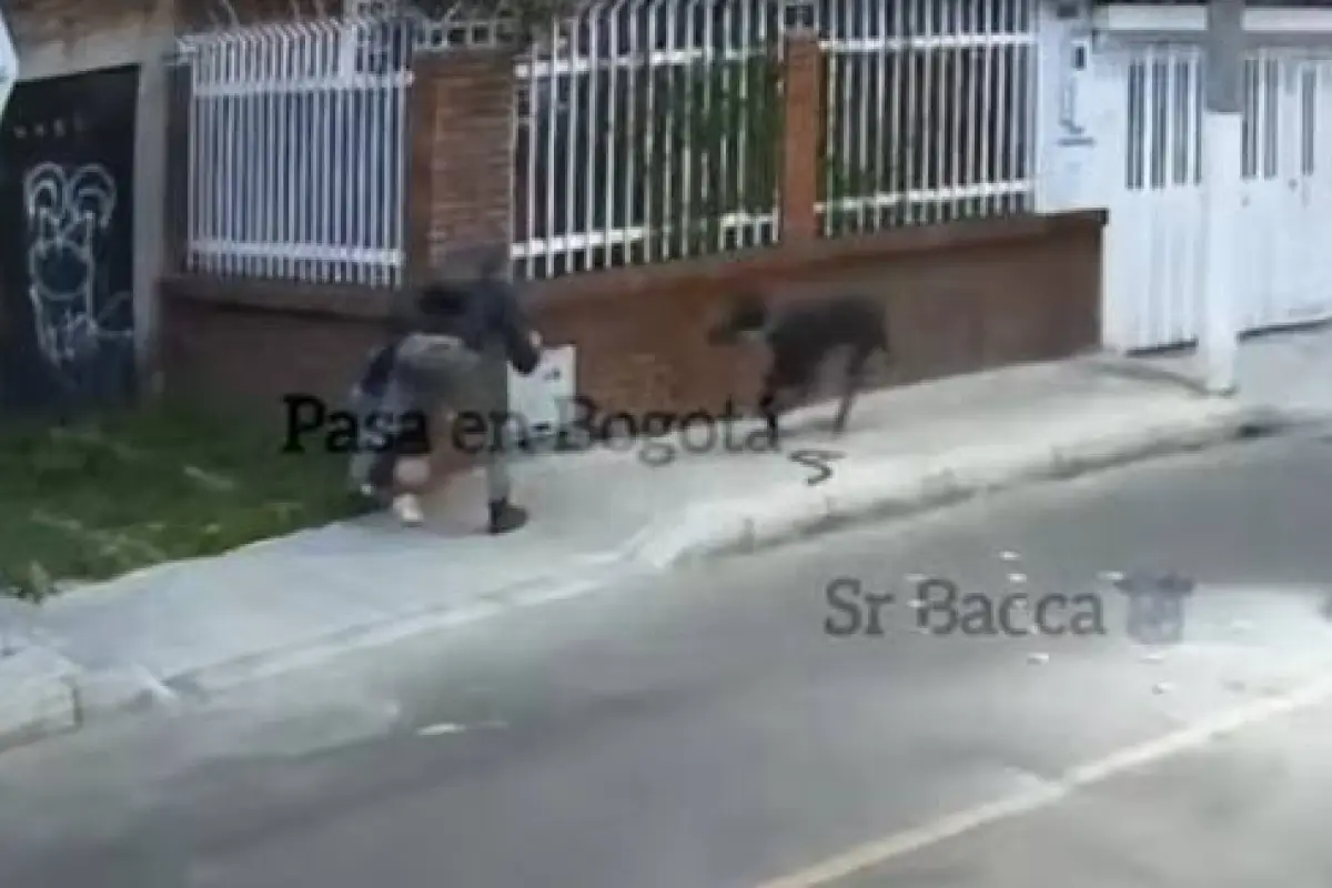 Perro repele robo de celular a su dueño, Captura de video