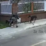 Perro repele robo de celular a su dueño ,Captura de video