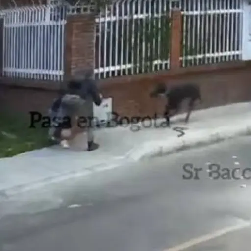 Perro repele robo de celular a su dueño ,Captura de video