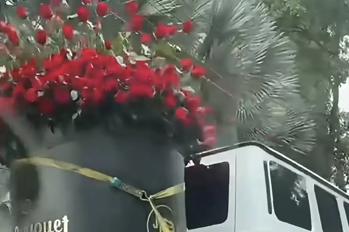 Rosas, Rosas
