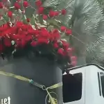 Rosas ,Rosas