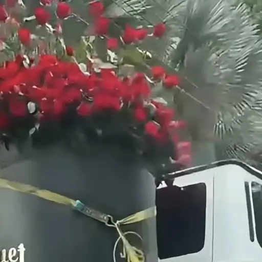 Rosas ,Rosas