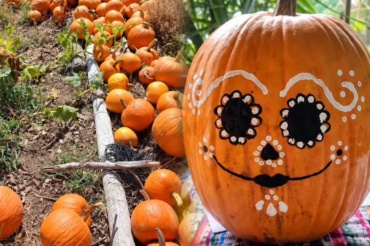 Festival de Calabazas, Redes sociales de Mayaflora