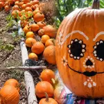 Festival de Calabazas ,Redes sociales de Mayaflora