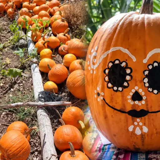 Festival de Calabazas ,Redes sociales de Mayaflora