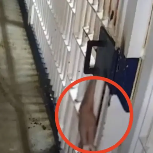 Charles Alexander Dieterich escapó de una cárcel en Carolina del Sur. ,Captura de pantalla video de Facebook.