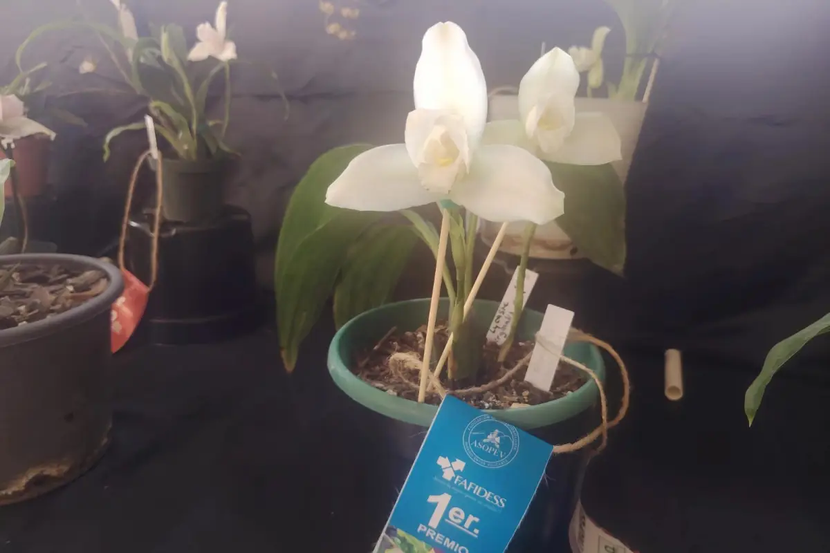 Expertos se reunirán en la tercera Exposición de Orquídeas de San Antonio Aguas Calientes, para hablar de cultvos. , ASOPEV