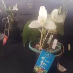 Expertos se reunirán en la tercera Exposición de Orquídeas de San Antonio Aguas Calientes, para hablar de cultvos.  ,ASOPEV