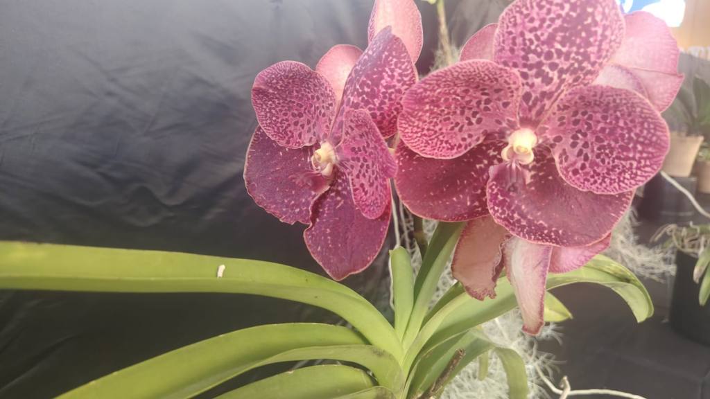 San Antonio Aguas Calientes se viste de gala por su tercera Exposición de Orquídeas | Emisoras Unidas