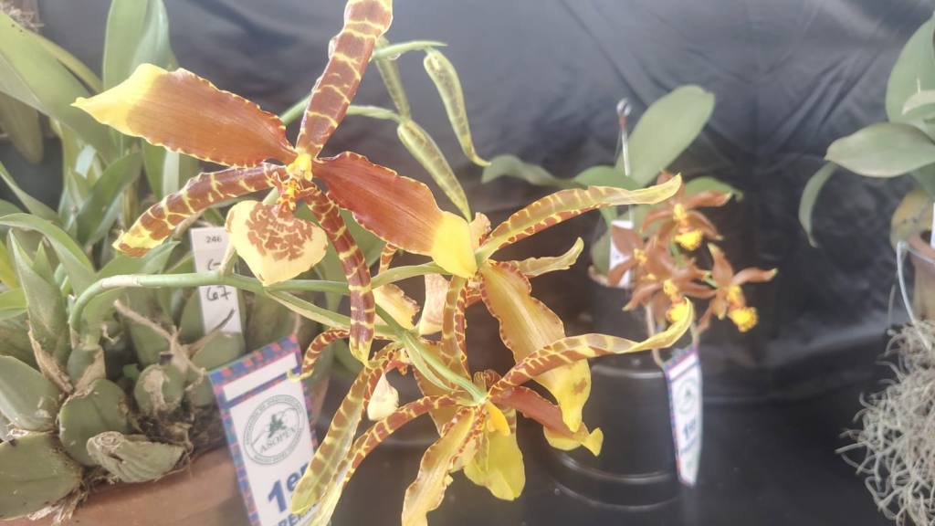 San Antonio Aguas Calientes se viste de gala por su tercera Exposición de Orquídeas | Emisoras Unidas