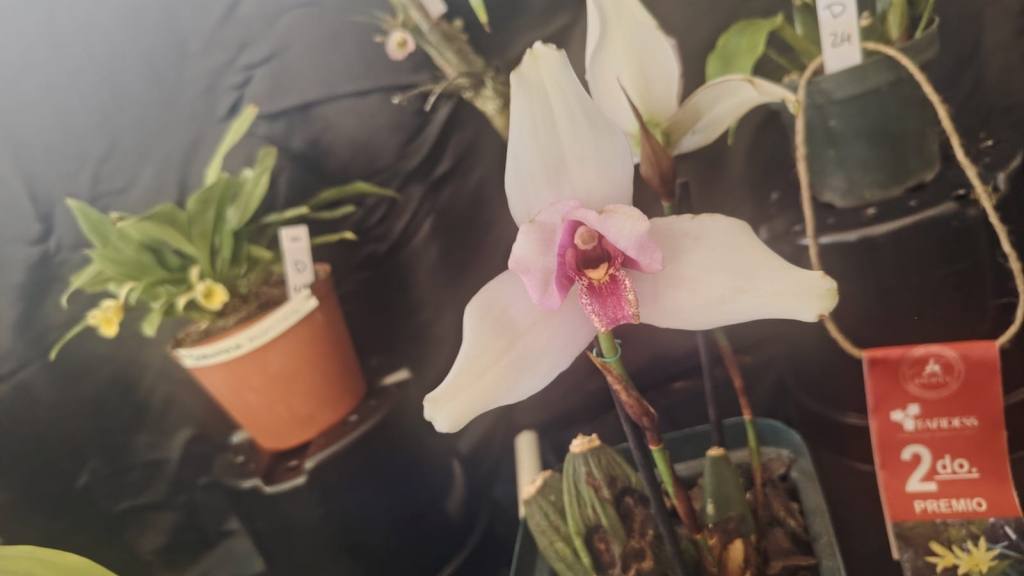 San Antonio Aguas Calientes se viste de gala por su tercera Exposición de Orquídeas | Emisoras Unidas