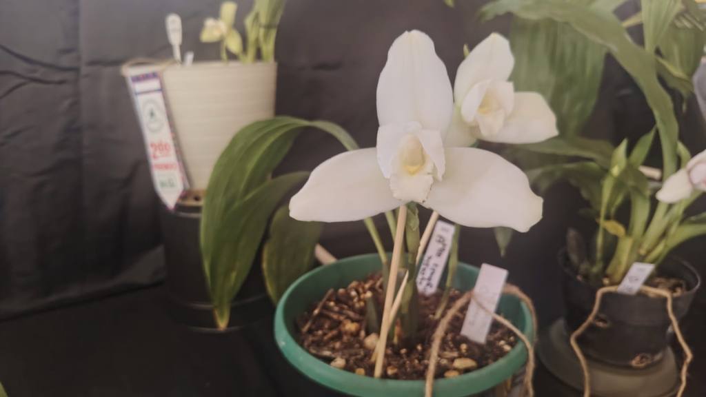 San Antonio Aguas Calientes se viste de gala por su tercera Exposición de Orquídeas | Emisoras Unidas
