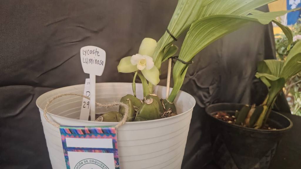 San Antonio Aguas Calientes se viste de gala por su tercera Exposición de Orquídeas | Emisoras Unidas