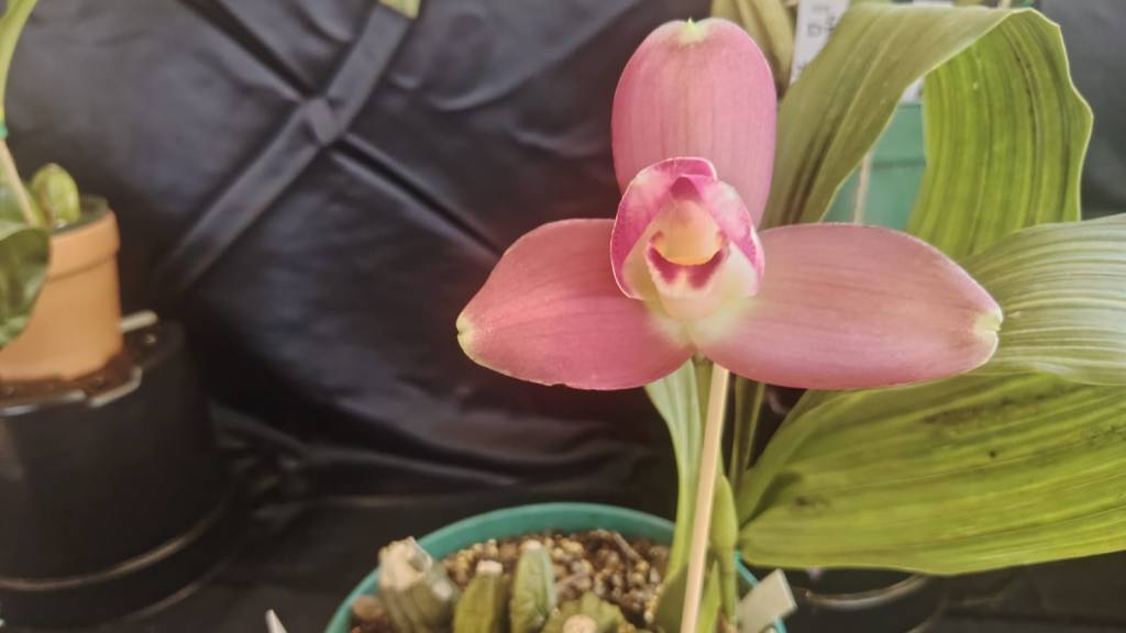San Antonio Aguas Calientes se viste de gala por su tercera Exposición de Orquídeas | Emisoras Unidas