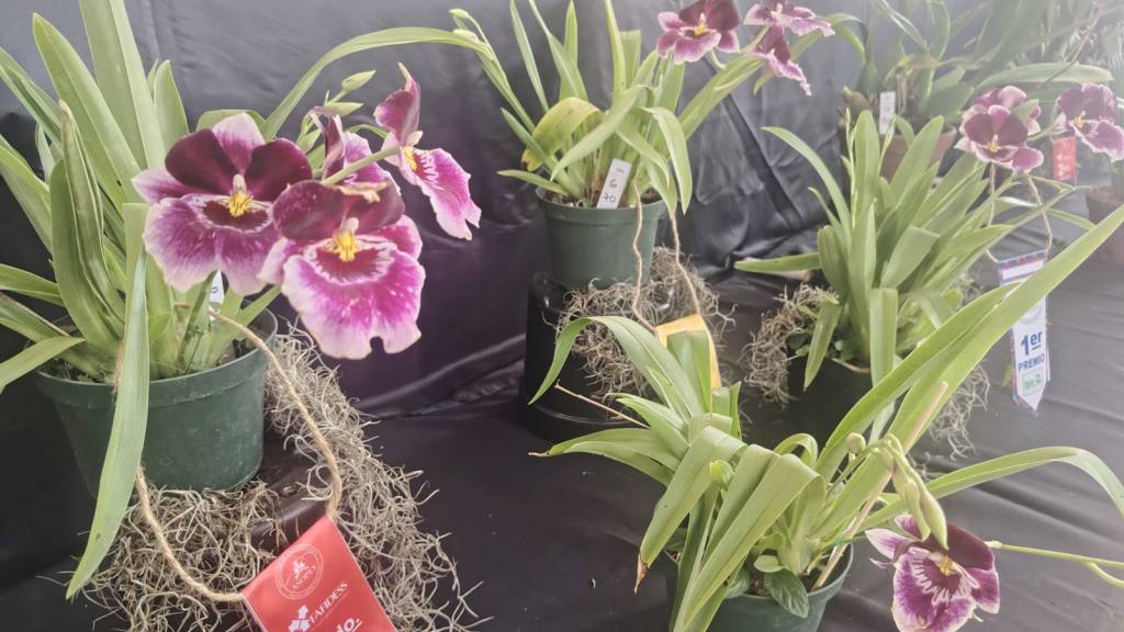 San Antonio Aguas Calientes se viste de gala por su tercera Exposición de Orquídeas | Emisoras Unidas