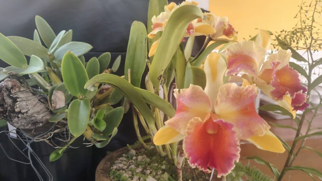 San Antonio Aguas Calientes se viste de gala por su tercera Exposición de Orquídeas | Emisoras Unidas