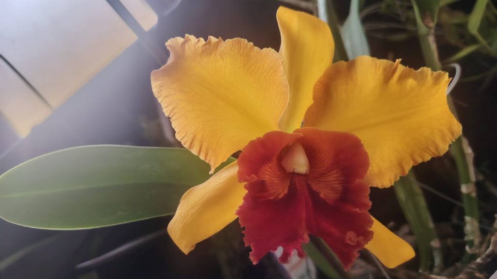 San Antonio Aguas Calientes se viste de gala por su tercera Exposición de Orquídeas | Emisoras Unidas