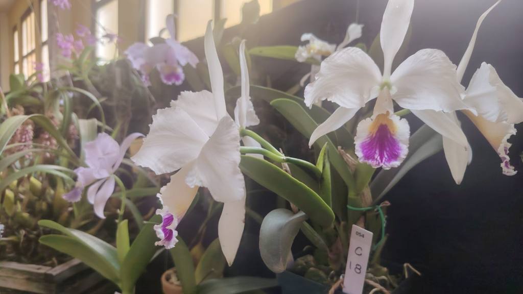 San Antonio Aguas Calientes se viste de gala por su tercera Exposición de Orquídeas | Emisoras Unidas