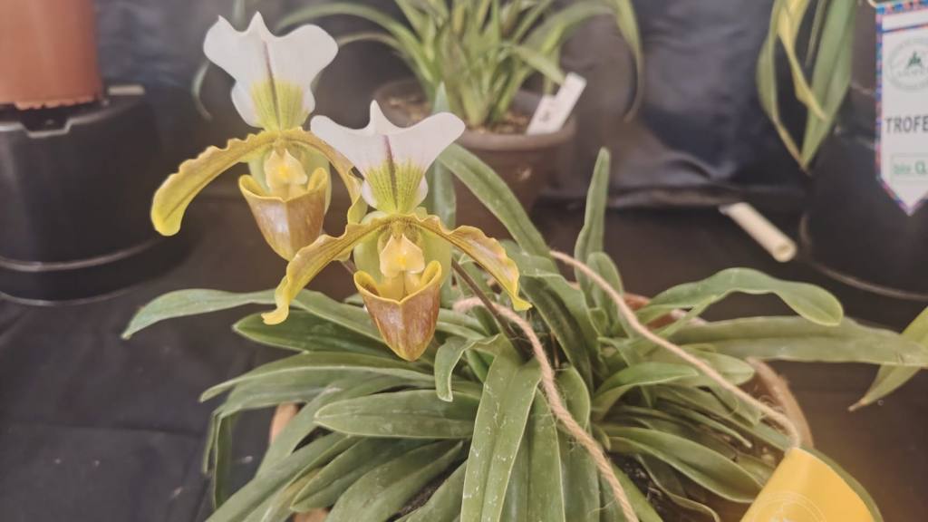 San Antonio Aguas Calientes se viste de gala por su tercera Exposición de Orquídeas | Emisoras Unidas