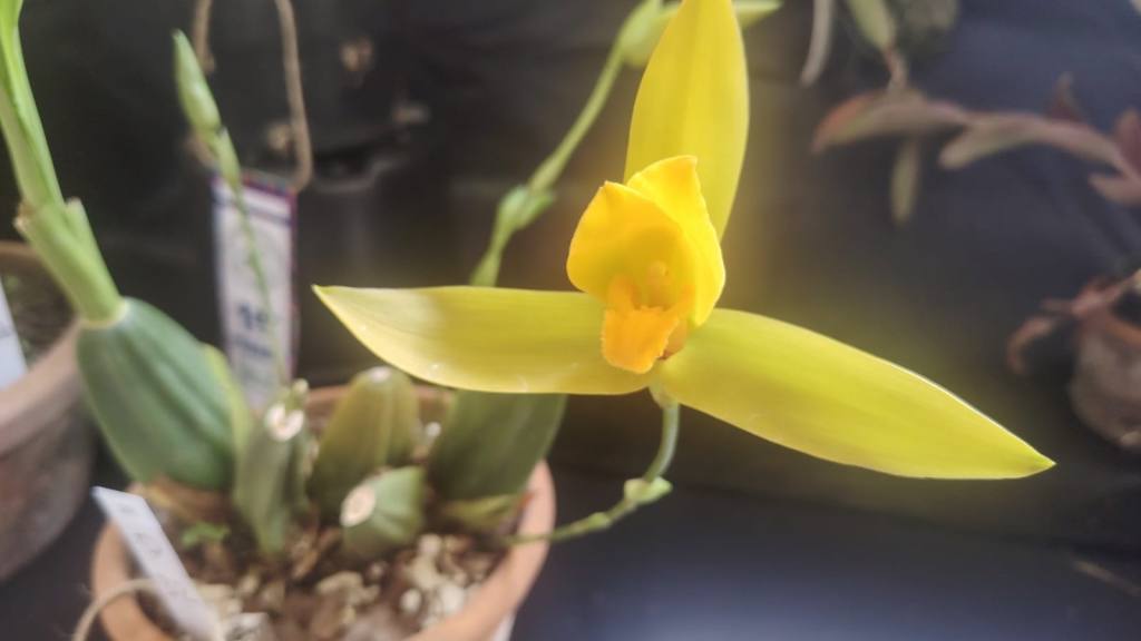 San Antonio Aguas Calientes se viste de gala por su tercera Exposición de Orquídeas | Emisoras Unidas