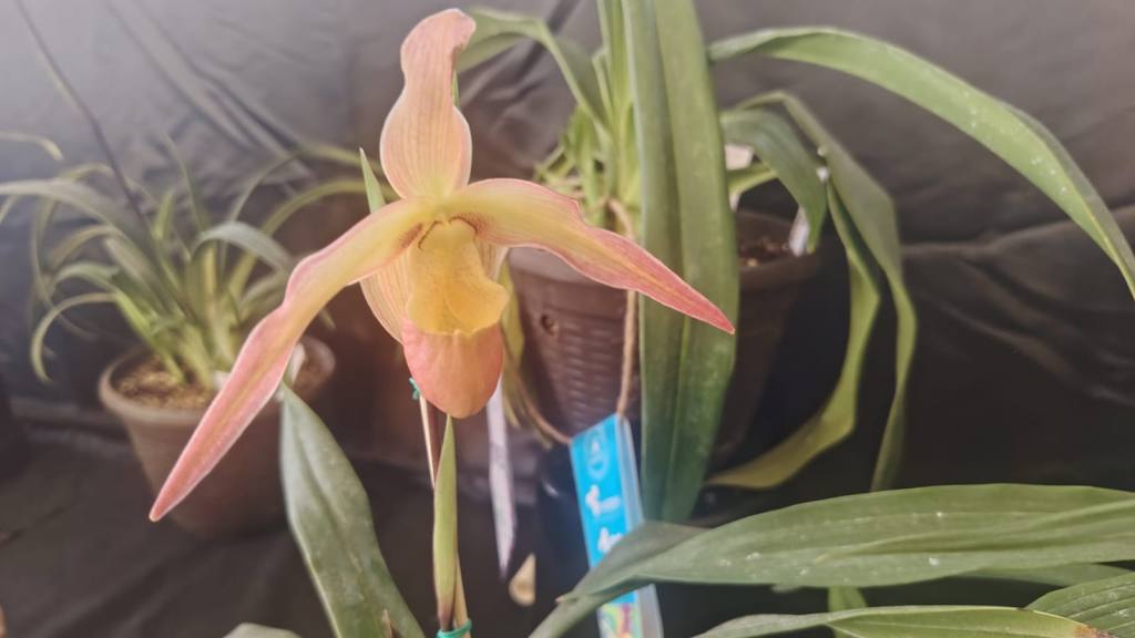 San Antonio Aguas Calientes se viste de gala por su tercera Exposición de Orquídeas | Emisoras Unidas