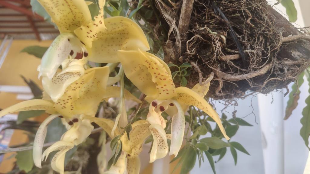 San Antonio Aguas Calientes se viste de gala por su tercera Exposición de Orquídeas | Emisoras Unidas