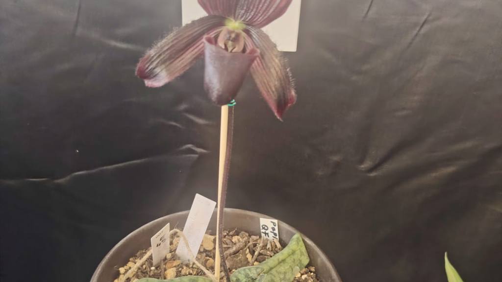 San Antonio Aguas Calientes se viste de gala por su tercera Exposición de Orquídeas | Emisoras Unidas
