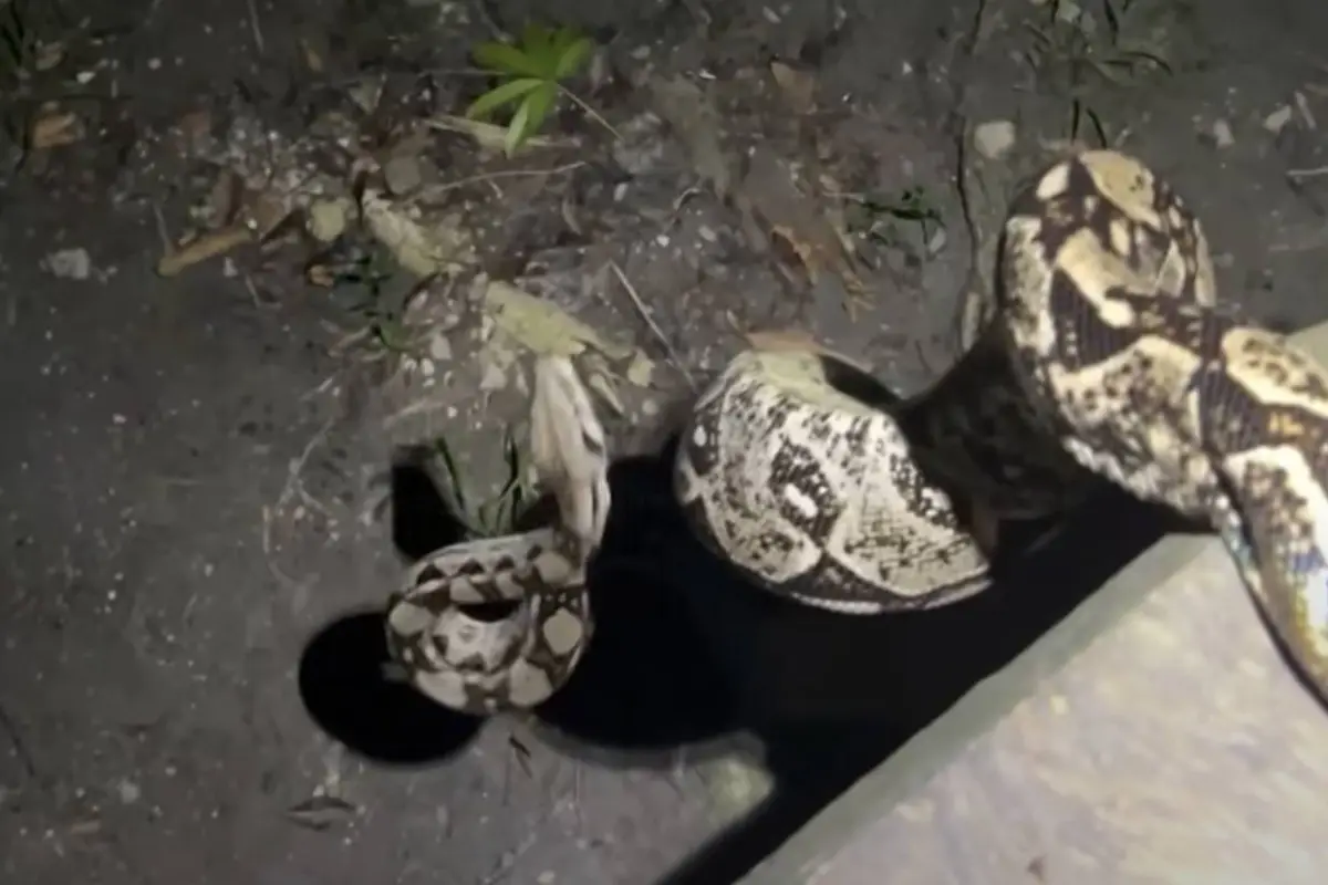 “Paco” Asturias graba a enorme mazacuata en Petén y horas después un cocodrilo se la devora., Captura de pantalla video de Facebook.