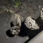 “Paco” Asturias graba a enorme mazacuata en Petén y horas después un cocodrilo se la devora. ,Captura de pantalla video de Facebook.