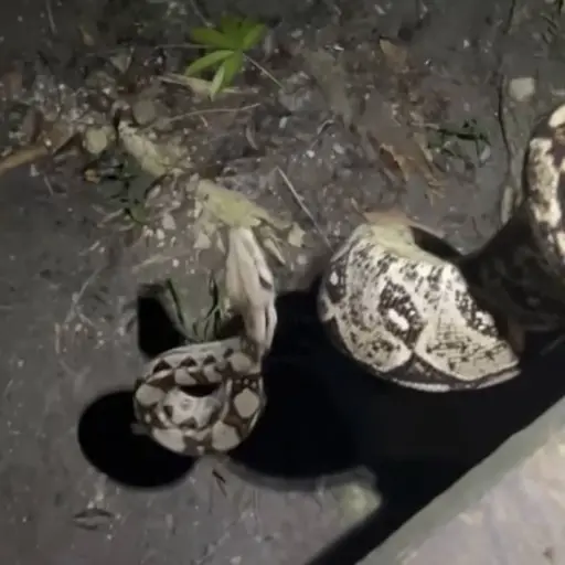 Paco Asturias graba a enorme mazacuata en Petén y horas después un cocodrilo se la devora. ,Captura de pantalla video de Facebook.