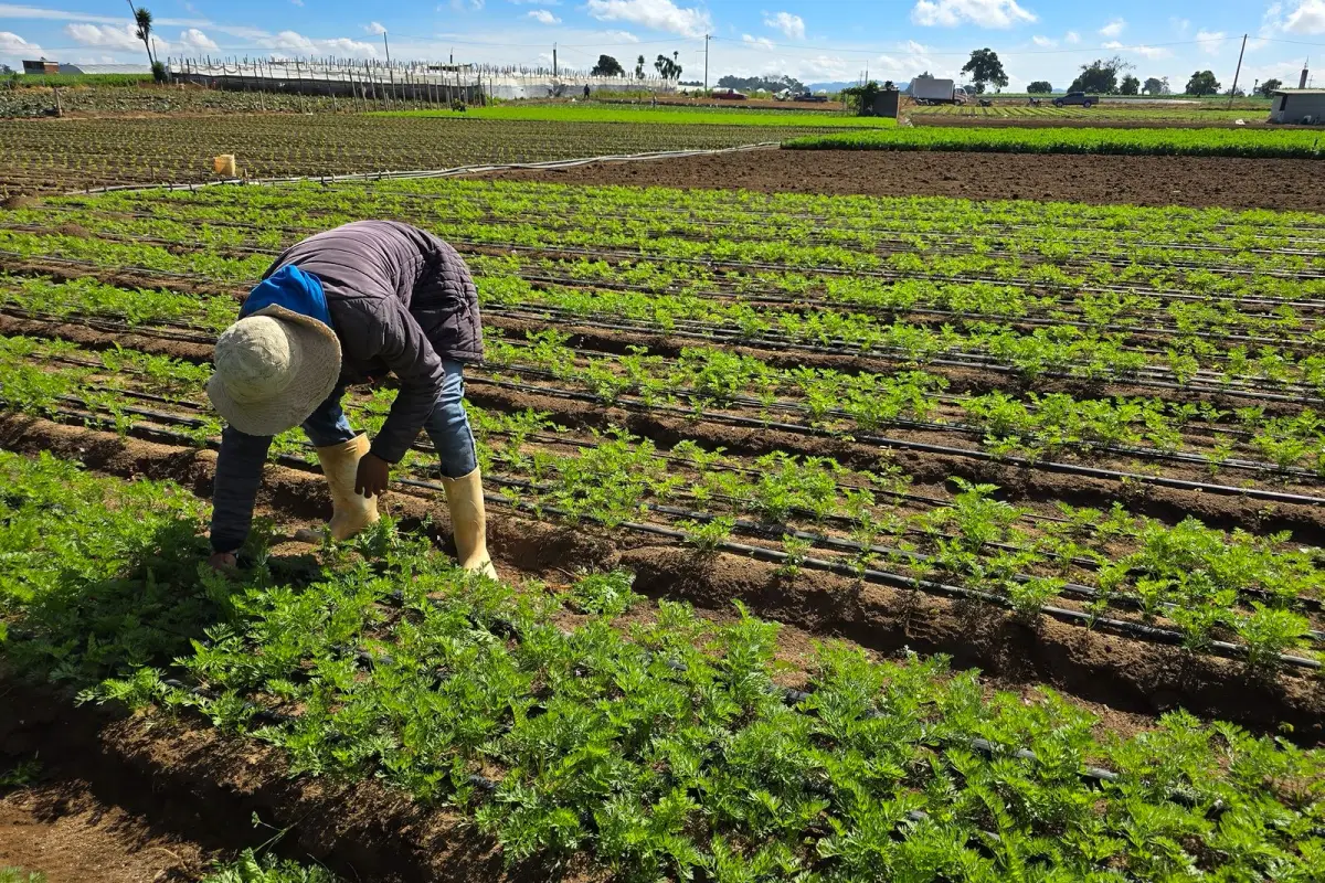 9 de septiembre - Día de la Agricultura, Cortesía