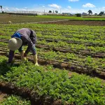 9 de septiembre - Día de la Agricultura ,Cortesía