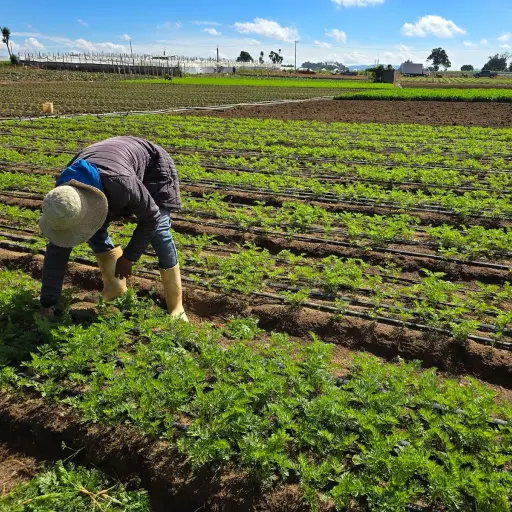 9 de septiembre - Día de la Agricultura ,Cortesía