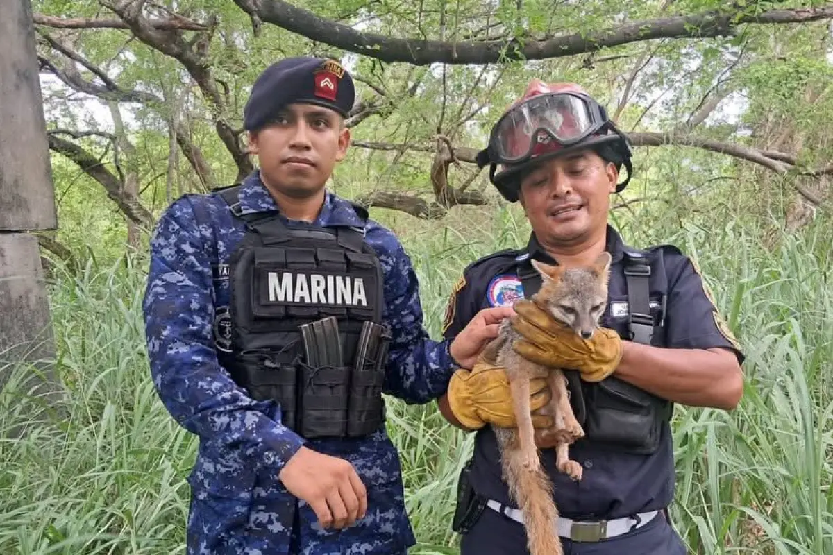 El zorro gris fue liberado en un entorno natural., Ejército de Guatemala.