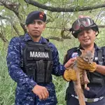 El zorro gris fue liberado en un entorno natural. ,Ejército de Guatemala.