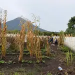 Dos agricultores mueren tras ser impactados por un rayo mientras se protegían de la lluvia. ,Bomberos Voluntarios. 