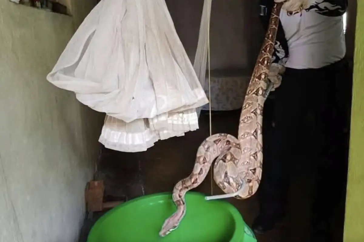 Se trata de una serpiente constrictora no venenosa., Bomberos Voluntarios. 
