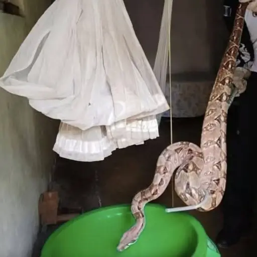 Se trata de una serpiente constrictora no venenosa. ,Bomberos Voluntarios. 