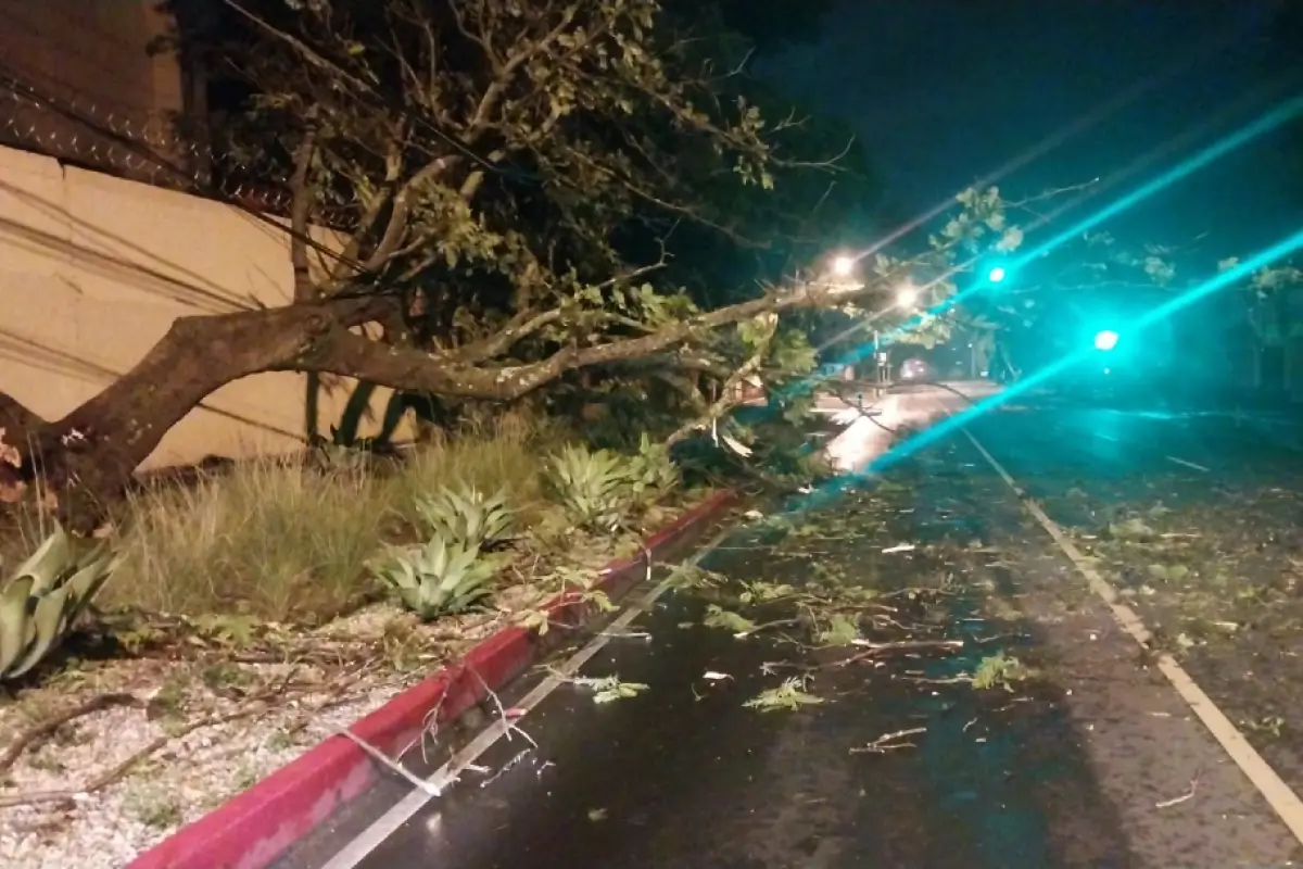 Árboles se desplomaron en las zonas 1 y 11 de la capital tras las fuertes lluvias., PMT capitalina/Montejo