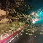 Árboles se desplomaron en las zonas 1 y 11 de la capital tras las fuertes lluvias. ,PMT capitalina/Montejo