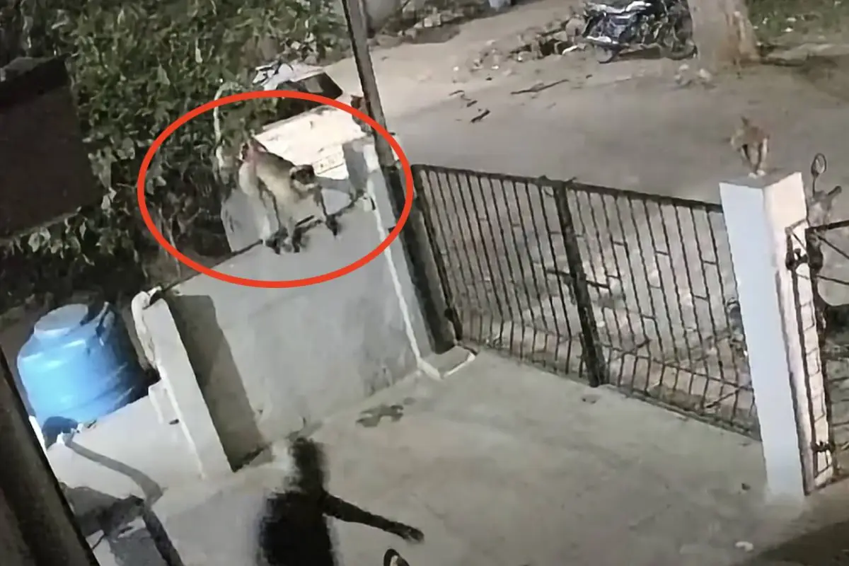 Cámara capta ataque de un mono contra una mujer de 91 años en India., Captura de pantalla video de Facebook.