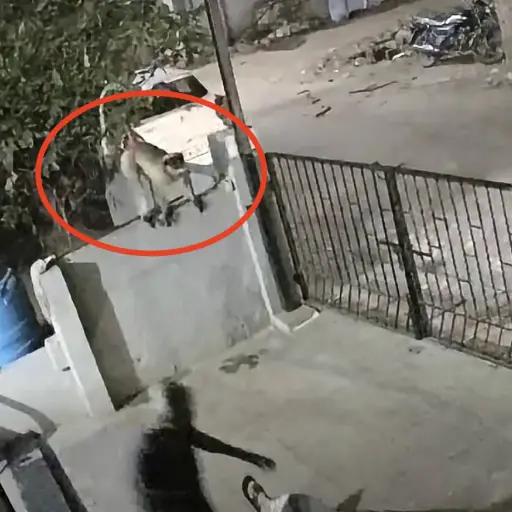 Cámara capta ataque de un mono contra una mujer de 91 años en India. ,Captura de pantalla video de Facebook.