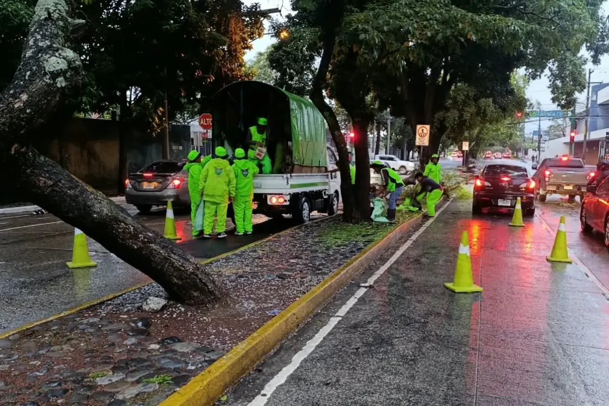 Árbol caído en zona 9., PMT capitalina/Montejo