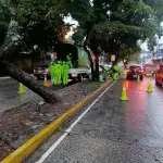 Árbol caído en zona 9. ,PMT capitalina/Montejo