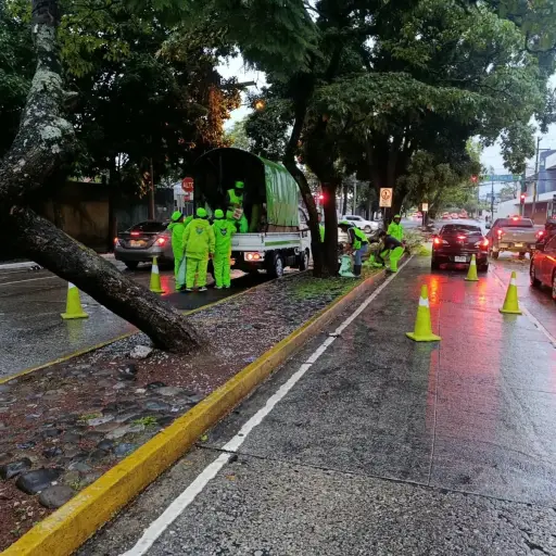 Árbol caído en zona 9. ,PMT capitalina/Montejo